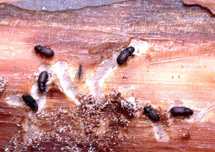 насекомые которые едят древесину