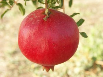 pomegranate parfinka
