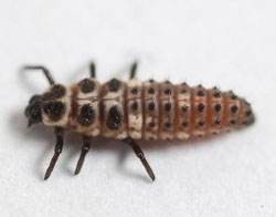 adalia-decempunctata-larva